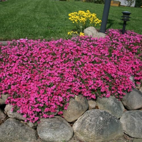 2 Red Creeping Phlox Plants Live, Outdoor Landscape Perennial - Image 5