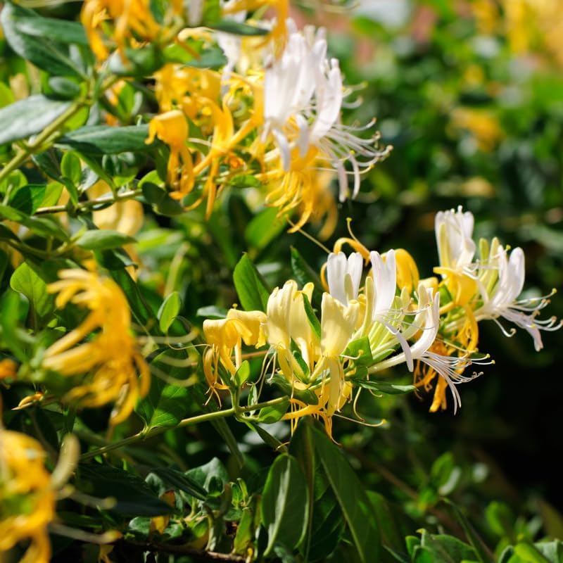 2 Gold White Honeysuckle Bushes Live Plants, Flower Vine, 5-9 Inch Tall - Image 2