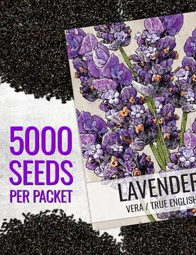 Seed Needs Vera Lavender Seeds to Plant Non-GMO & Heirloom Herbs XL Pack - Image 3