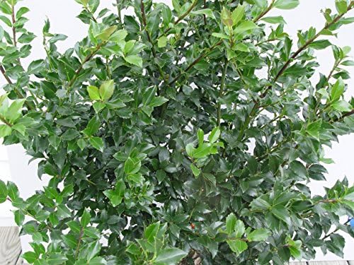Ilex X meserveae 'Blue Maid' (Blue Holly) Evergreen, #3 - Size Container - Image 3