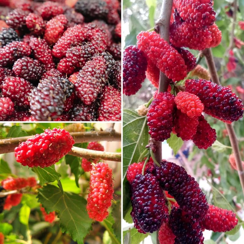 Red Mulberry Live Plant, 4-8 Inch Tall Hardy Fruit Tree - Image 2