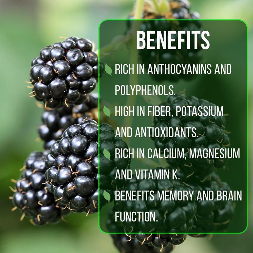 BlackBerry Plant Kiowa (4 Pack) | Live Fruit Plant for Planting | Extra-Large, Juicy & Sweet Berries | Thorny & High-Yielding Variety | Perfect for Fresh Eating, Jams & Organic Gardening - Image 6