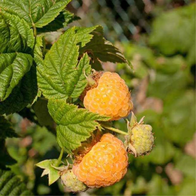 2 Fall Gold Raspberry Plants Live, Edible Berry Bush Plant, 5-10" Tall - Image 6