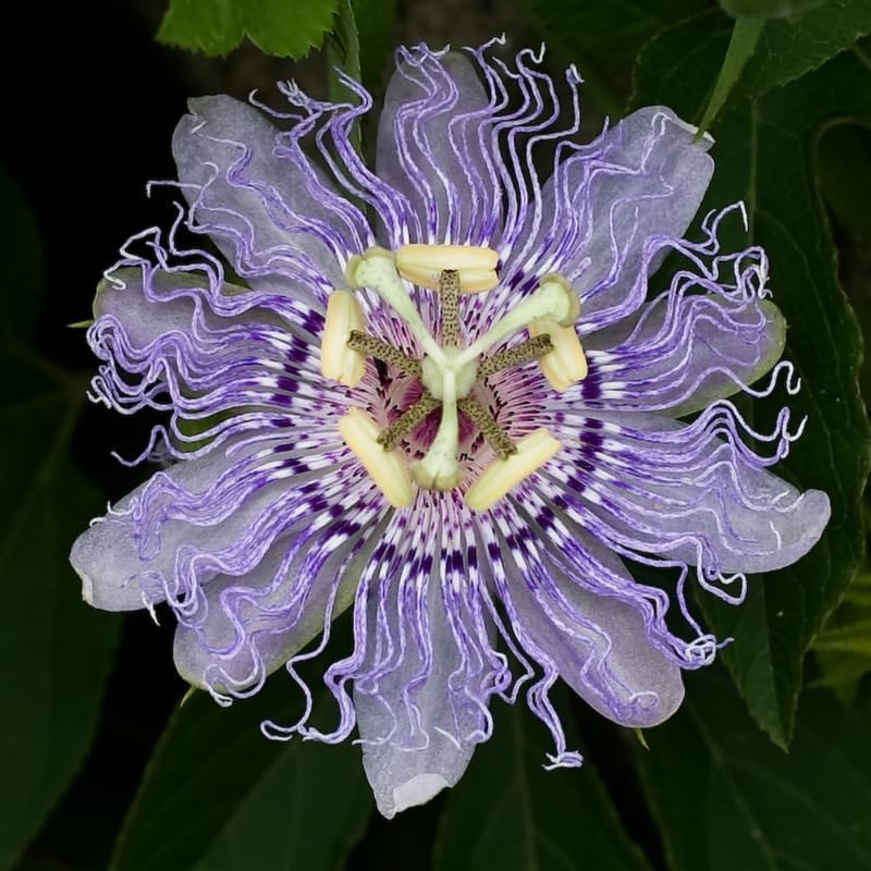 Lavender Passion Flower Live Plant, Passiflora Trellis Vine, 4-8 Inches - Image 3