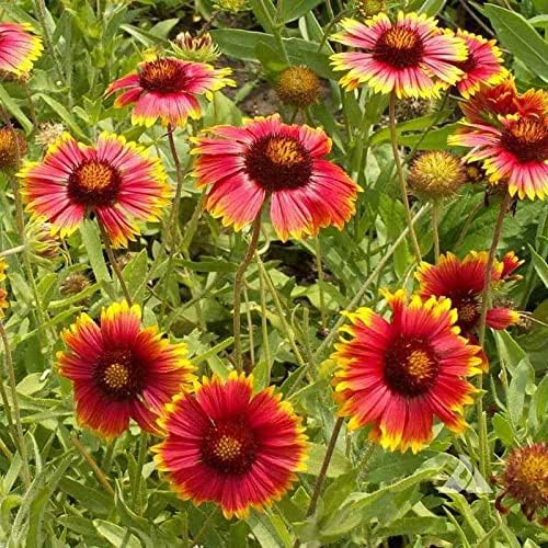 Outsidepride Gaillardia Aristata Red Blanket Flower Seeds for Planting - 1 lb Perennial Wildflower Seeds, Drought-Tolerant for Xeriscaping, Borders, Pollinator Gardens, or Wildflower Mixes - Image 2