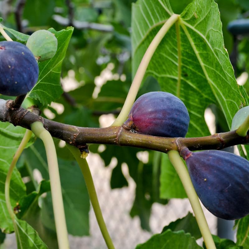 Black Mission Fig Plant (4 Pack) | Live Fruit Plant for Planting | Grow Your Own Sweet & Juicy Figs at Home | Easy to Grow & High-Yielding Tree | Perfect for Fresh Eating, Drying & Organic Gardening - Image 2
