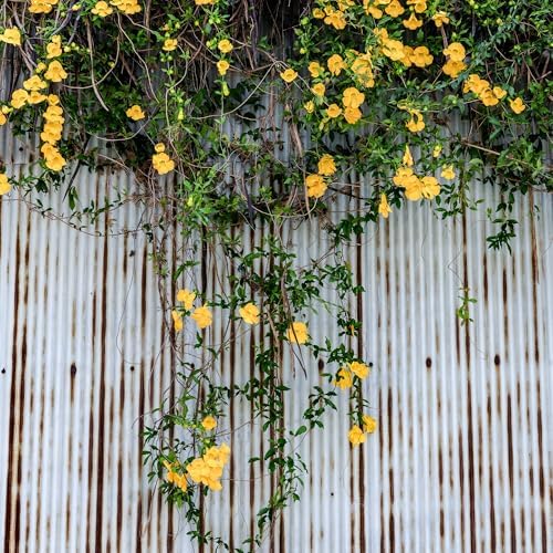 Perfect Plants Yellow Carolina Jasmine, 1 Gallon, Live Plant Vine - Image 6
