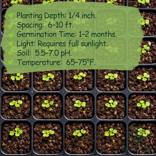 Premium Elderberry Seeds for Planting – 55+ Heirloom Grow an Elderberry Bush (Sambucus) from Seed – Hardy Fruit Shrub Seeds for Home Garden - Image 4