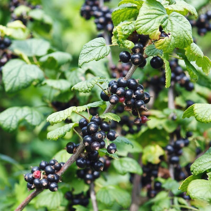 Consort Black Currant Bush Live Plant, 5-9 Inch Tall, Cold Hardy Fruit - Image 5