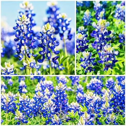 Texas Bluebonnet Seeds for Planting - 900+ Lupinus Texensis Seeds, Non-GMO Heirloom, Texas State Flower, Drought Tolerant Wildflower, Attracts Pollinators, Ideal for Gardens & Meadows by WivolibeSeeds