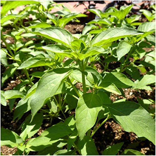 Seed Needs Lime Basil Seeds to Plant an Herb Garden - 1 Pack - Image 2