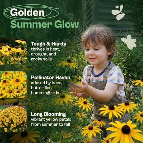 SVI 7500 Black Eyed Susan Seeds (Rudbeckia Hirta) – Black-Eyed Susan Wildflower Seed Packets Bulk, Rudbeckia – Daisy Flower Seeds for Outside & Indoor Flower Garden Containers - Image 3