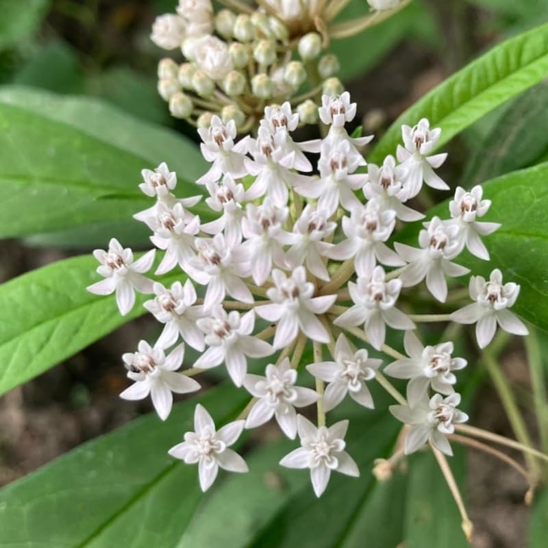 2 White Milkweed Live Plants, Perennial Flower Plant, 4-8 Inch Tall by GardenNurserySince1996