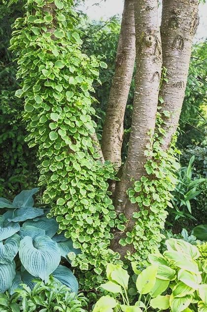 Hydrangea ‘Mirranda’ Live Variegated Climbing Vine – Rare Self-Clinging Hydrangea – Large White Lacecap Flowers – Hardy Shade Vine – 4” Pot - Image 6