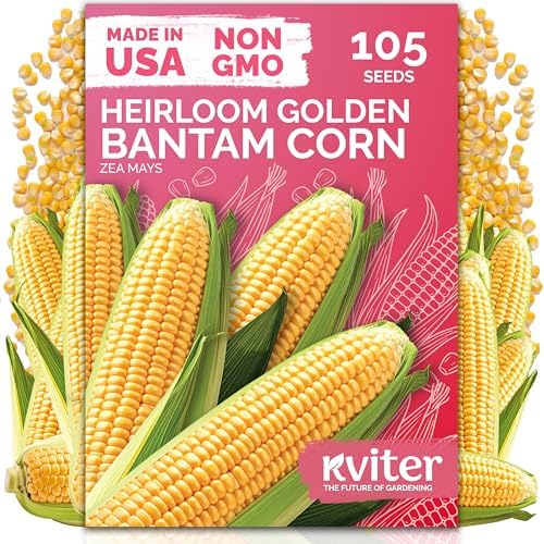 105 Golden Bantam Sweet Corn Heirloom Vegetable Seeds, Zea Mays by KVITER