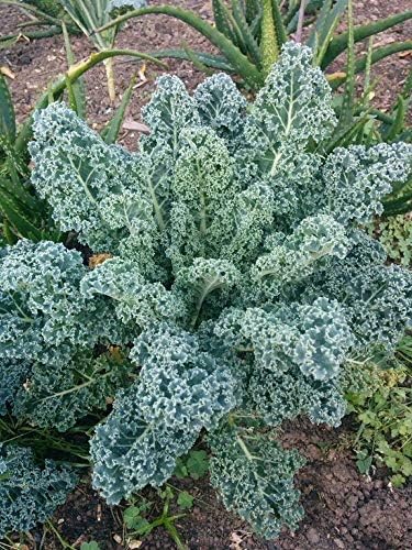 1000 Dwarf Blue Scotch Curled Kale Seeds for Planting Heirloom Non GMO 4+ Grams Garden Vegetable Bulk Survival - Image 2