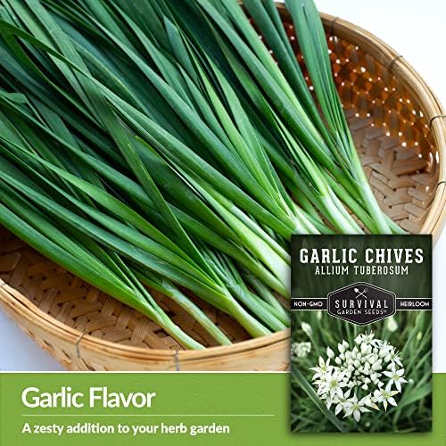 Garlic Chives Seeds for Planting - Heirloom Chinese Herb (3 Packs) - Image 3