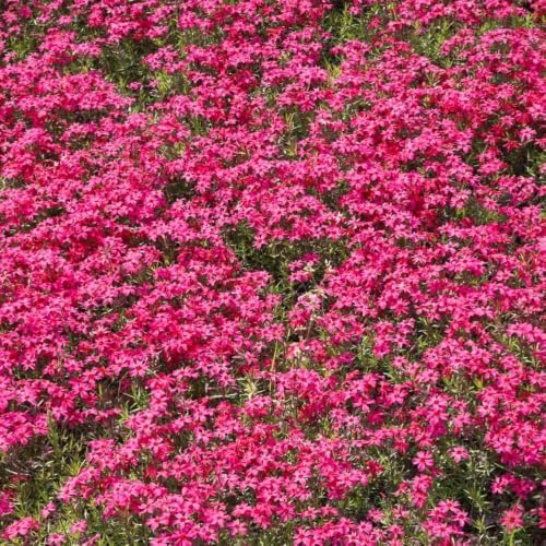 Red Creeping Phlox Plant, 2-3" Flower Phlox Starter Plants - Image 4