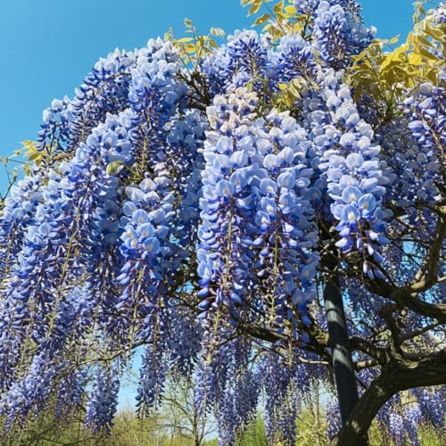 1 Blue Moon Wisteria Live Tree Seedling – 1 Healthy Plant for Planting – Fast-Growing Vine with Fragrant Lavender-Blue Blooms – Ideal for Trellises, Arbors, and Garden Landscaping by CZGrain