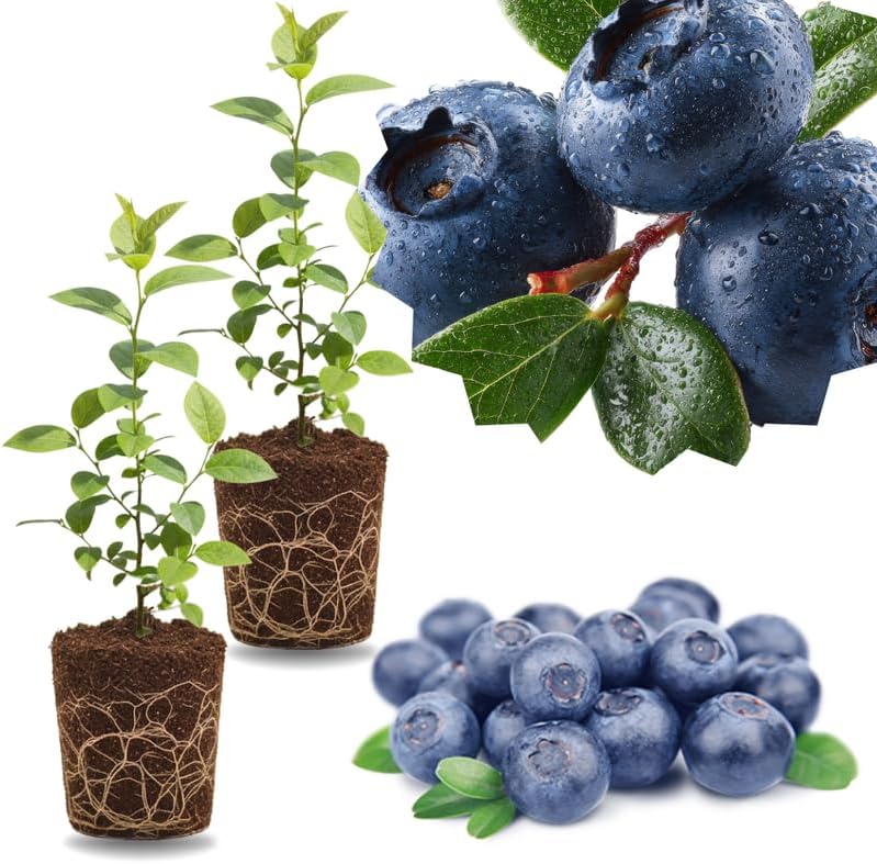 2 Highbush Blueberry Bushes Live Plants, Starter Fruit Plant, 4-7 Inch Tall by GardenNurserySince1996