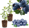 2 Highbush Blueberry Bushes Live Plants, Starter Fruit Plant, 4-7 Inch Tall by GardenNurserySince1996