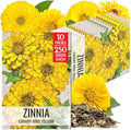 Seed Needs Canary Bird Zinnia Seeds to Plant Cut Flowers 10 Packs by SeedNeeds