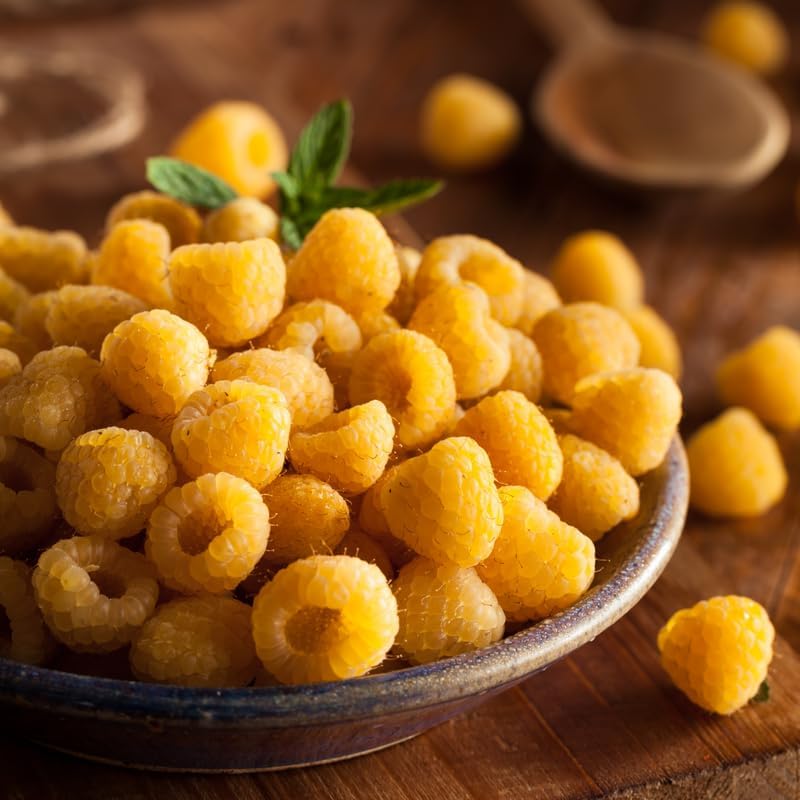 2 Golden Raspberry Live Plants, 5-9 Inch Tall Berry Bushes - Image 4