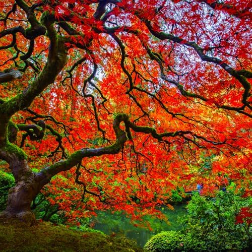 29+ Bonsai Red Maple Tree Seeds for Planting,Dwarf Red Japanese Maple Seeds,Acer Palmatum Shade Tree Seed Shade & Ornamental Trees Fast Growing for Farms & Patio Outdoor Garden - Image 2