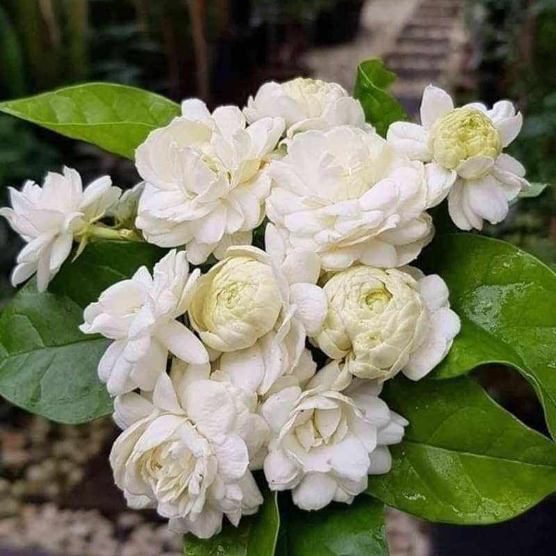 2 Grand Duke Arabian Jasmine Plants, Indoor Outdoor Flower, 4-9 Inches - Image 2