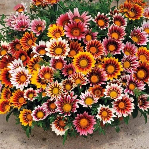99pcs Gazania & Tithonia Mexican Sunflower Seeds– Perennial Ground Cover Plants, Heat & Drought Tolerant, Easy to Grow, Colorful Blooms for Garden, Butterfly & Pollinator Friendly by BuggyBeds