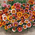 99pcs Gazania & Tithonia Mexican Sunflower Seeds– Perennial Ground Cover Plants, Heat & Drought Tolerant, Easy to Grow, Colorful Blooms for Garden, Butterfly & Pollinator Friendly by BuggyBeds