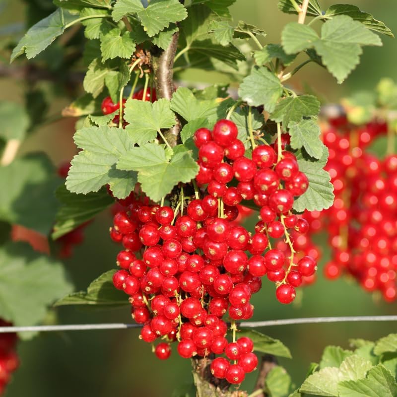 Red Currant Bush Live Plant, Backyard Berry Shrub Fruit Tree, 5-9 Inch Tall - Image 5