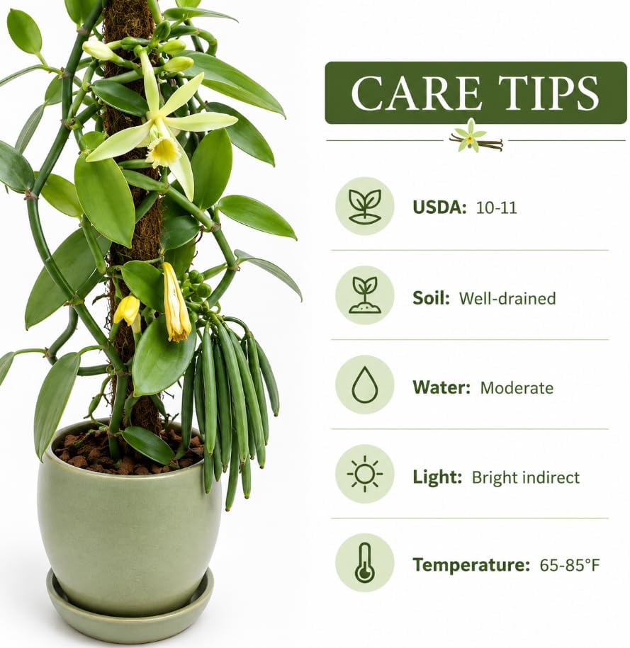 Green Vanilla Live Plant 4-8 Inch Tall, Tropical Climbing Orchid Vine, Fragrant Yellow Flower, Rare Live Houseplant, No Pot - Image 6