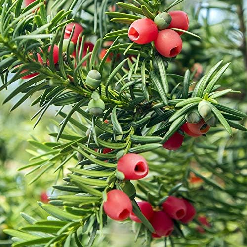 Perfect Plants Spreading Yew, 3 Gallon, Live Groundcover Plant - Image 6