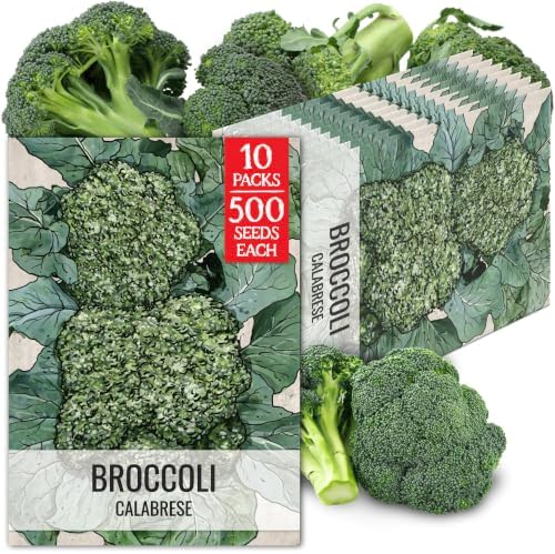 Seed Needs Calabrese Broccoli Seeds to Plant Heirloom & Non-GMO 10 Packs by SeedNeeds