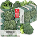 Seed Needs Calabrese Broccoli Seeds to Plant Heirloom & Non-GMO 10 Packs by SeedNeeds
