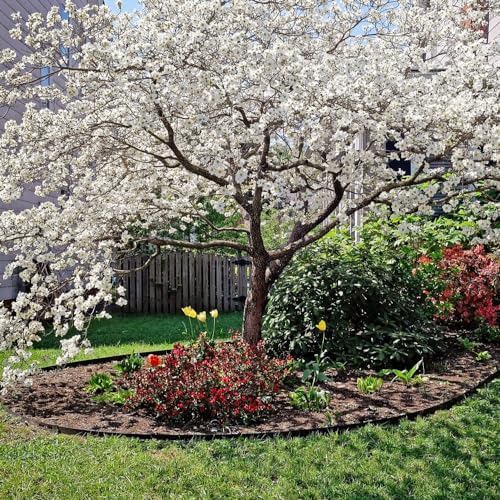 White Dogwood Tree, 1 gal Nursery Pot - Image 3