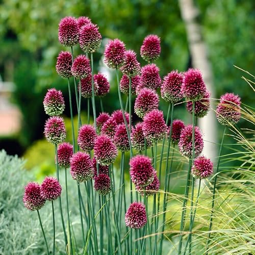 Garden State Bulb Drumsticks Allium Flower Bulbs, 6/+ cm, Fall Planting (Bag of 25) by GardenStateBulbCo