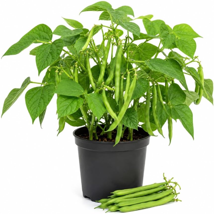 Green Bush Bean Live Plants, 2 Plants Per 4 Inch Pot, 3-6 Inches Tall, Vegetable Starter Plants for Garden Beds, Raised Beds and Containers by HARINI