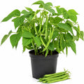 Green Bush Bean Live Plants, 2 Plants Per 4 Inch Pot, 3-6 Inches Tall, Vegetable Starter Plants for Garden Beds, Raised Beds and Containers by HARINI