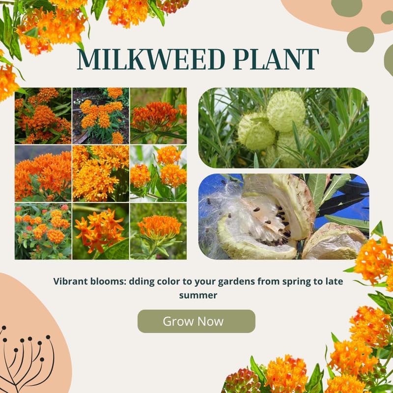 2 Orange Butterfly Milkweed Live Plants, 4-9 Inch Tall - Image 3