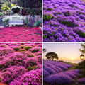 10000pcs Creeping Thyme Seeds for Planting Perennial Ground Cover Plants Heirloom Flowers Non-GMO Thymus Serpyllum Seed by BuggyBeds