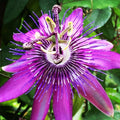 2 Lavender Passion Flower Live Plants, Passiflora Vine to Grow 5-7" Tall by AVERAR