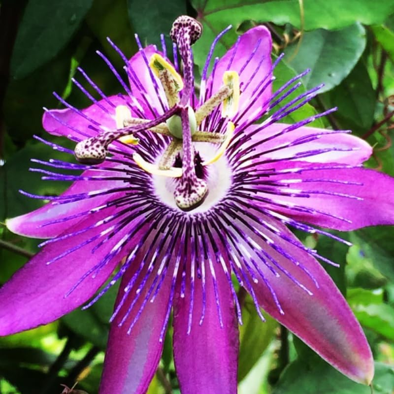 2 Lavender Passion Flower Live Plants, Passiflora Vine to Grow 5-7" Tall by AVERAR