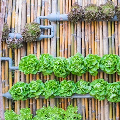 Seed Needs Lettuce Seeds Variety Pack of 8 Non-GMO Heirloom Vegetables - Image 5