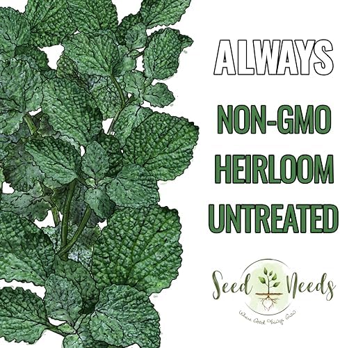 Seed Needs Horehound Seeds to Plant an Herb Garden - 1 Pack - Image 5