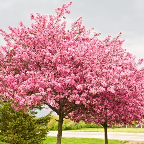Eastern Redbud Tree for Planting in Quart Pot, 6-10 Inch Tall, Sturdy Cold Hardy Ornamental Plant with Pink Spring Blooms, Low Maintenance Landscape Tree with Heart-Shaped Foliage - Image 4