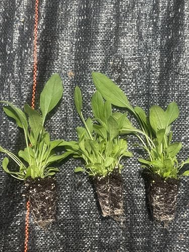 Rudbeckia hirta | Black-Eyed Susan | Starter Plant Plug | Live Perennial| Pollinator Favorite | Drought Tolerant | Meadow & Garden Ready (3) - Image 2