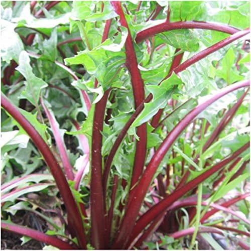 Seed Needs Garnet Stem Dandelion Seeds to Plant an Herb Garden - 1 Pack - Image 3