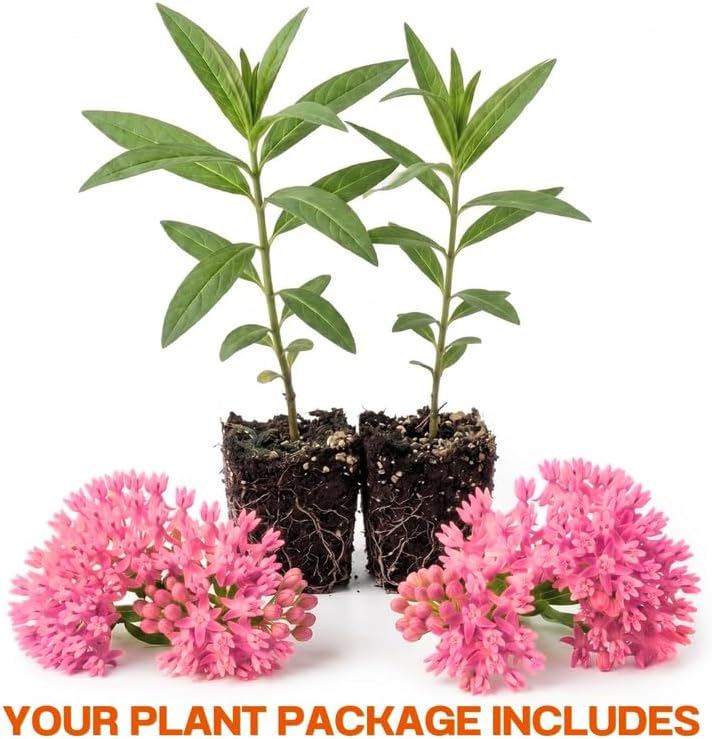 2 Pink Milkweed Live Plants, 3-6 Inch Tall - Image 2